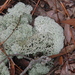 Evans' Deer Moss - Photo (c) Kenneth Bader, some rights reserved (CC BY-NC), uploaded by Kenneth Bader