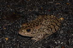 Lithobates areolatus