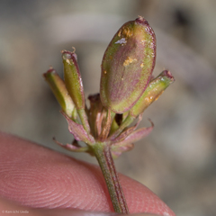 Lomatium marginatum