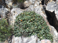 Oldenburgia intermedia