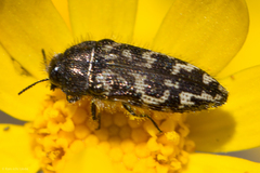 Acmaeodera retifera
