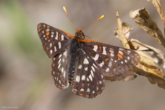 Euphydryas chalcedona chalcedona