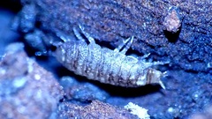 Oniscidea