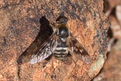 Thyridanthrax nugator