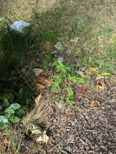 Image of Echinops bannaticus by no rights reserved
