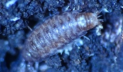 Oniscidea