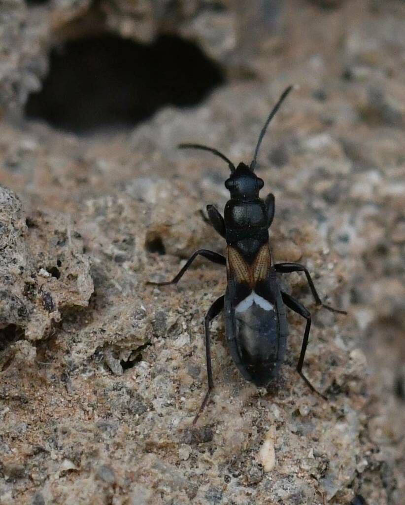 Pterotmetus dimidiatus
