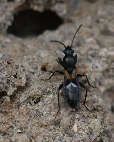 Pterotmetus dimidiatus