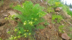 Lomatium thompsonii