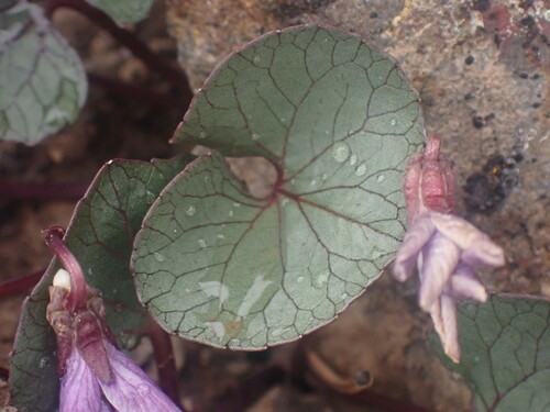 Viola flettii, photograph 4