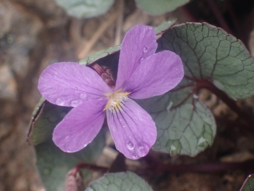 Viola flettii, photograph 5