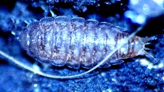Oniscidea