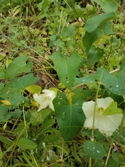 Calystegia occidentalis occidentalis