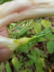 Calystegia occidentalis occidentalis