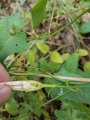 Calystegia occidentalis occidentalis