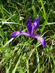 Iris tenax tenax