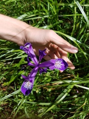 Iris tenax tenax