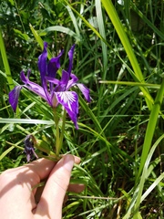 Iris tenax tenax