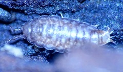 Oniscidea
