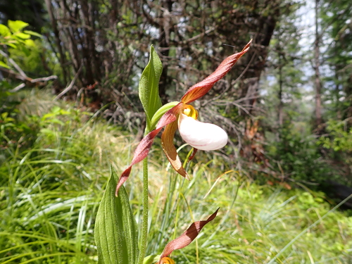 iNaturalist observation 2024-06-09