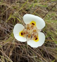Calochortus superbus