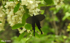Papilio macilentus