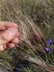 Elymus multisetus