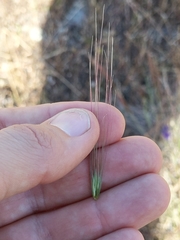 Elymus multisetus