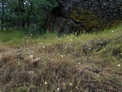 Calochortus superbus
