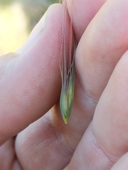Elymus multisetus