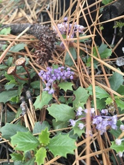 Ceanothus prostratus
