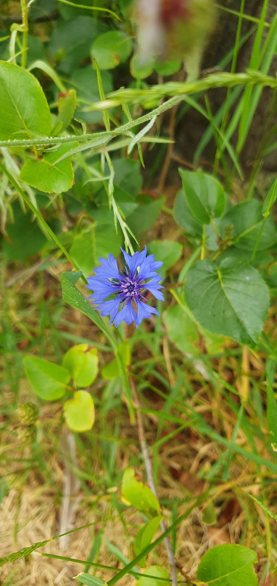 Nevädza poľná (Centaurea cyanus): pôvod a využitie — fotografia 3