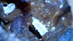 Oniscidea