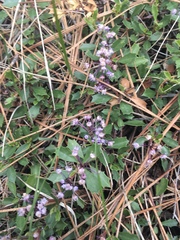 Ceanothus prostratus