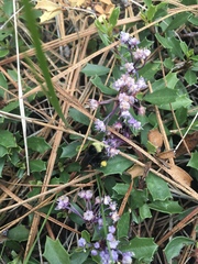 Ceanothus prostratus