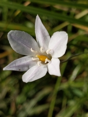 Triteleia peduncularis