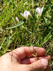 Triteleia peduncularis