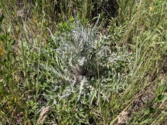 Cirsium douglasii