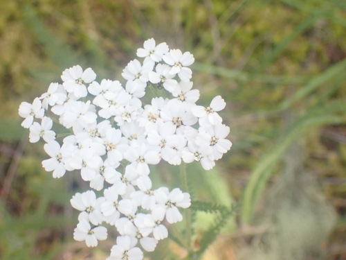 Yarrow