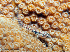 Seafan Blenny photo 4