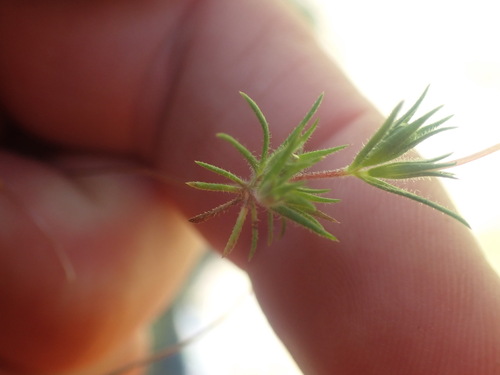 Image of Leptosiphon minimus by no rights reserved