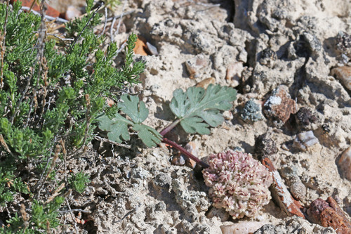 Cymopterus coulteri (M.E. Jones) Mathias