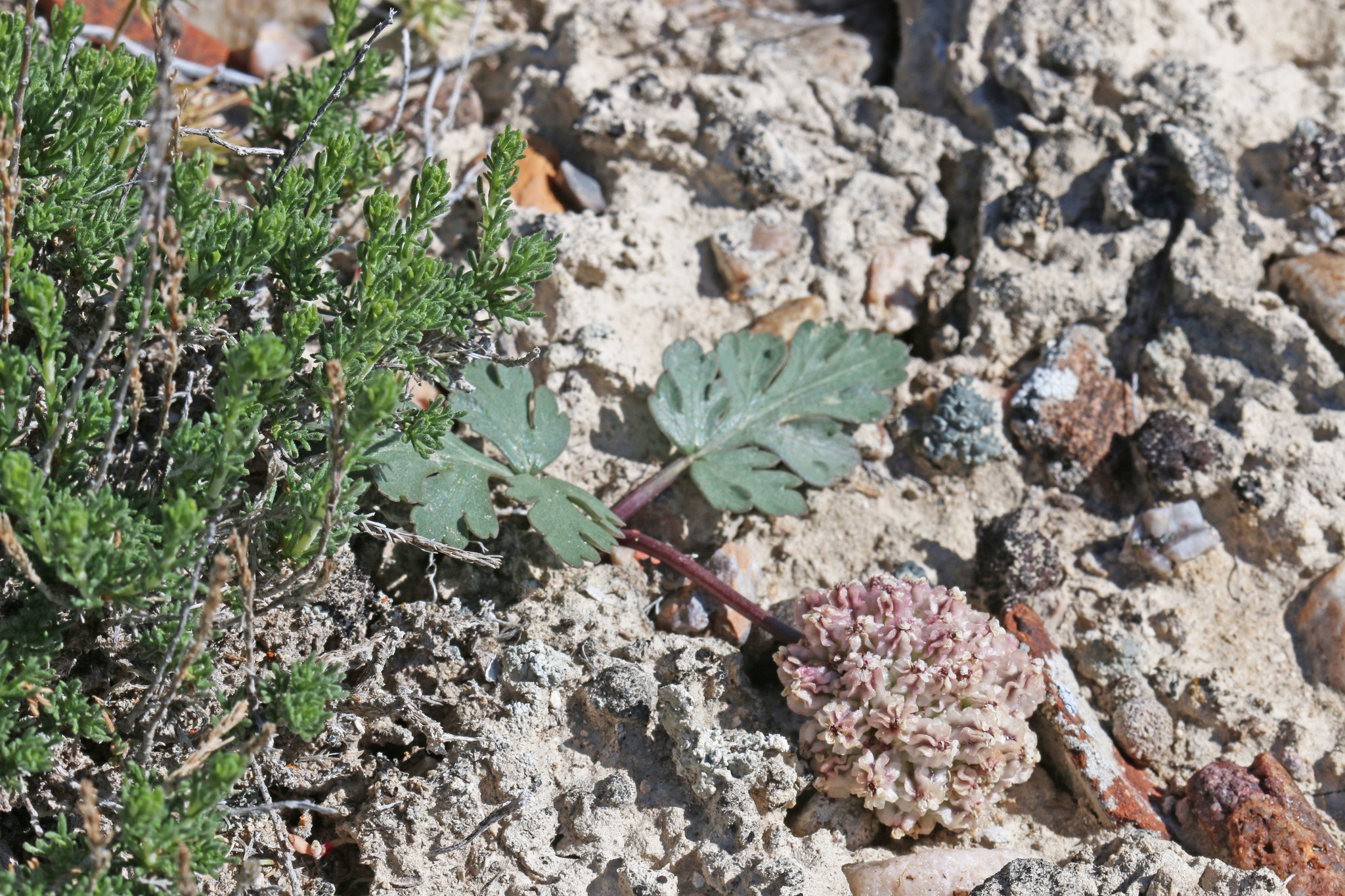 Cymopterus coulteri