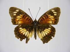 Junonia sophia sophia