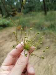 Perideridia kelloggii