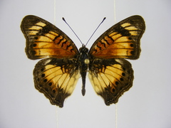 Junonia sophia sophia