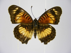 Junonia sophia sophia