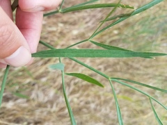 Perideridia kelloggii