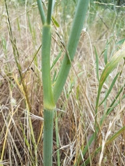 Perideridia kelloggii