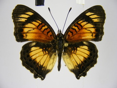 Junonia sophia sophia